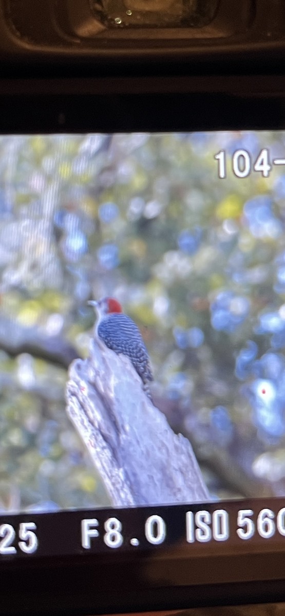 Red-bellied Woodpecker - ML647391883
