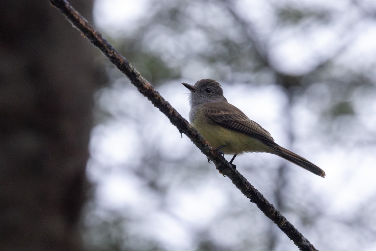 Panama Flycatcher - ML647391890