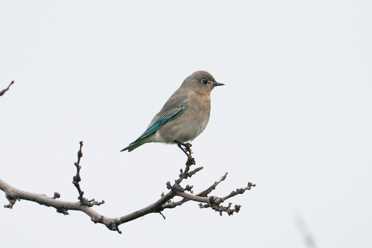 Mountain Bluebird - ML647391898