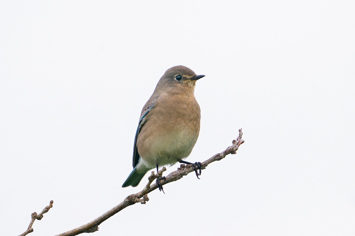 Mountain Bluebird - ML647391899
