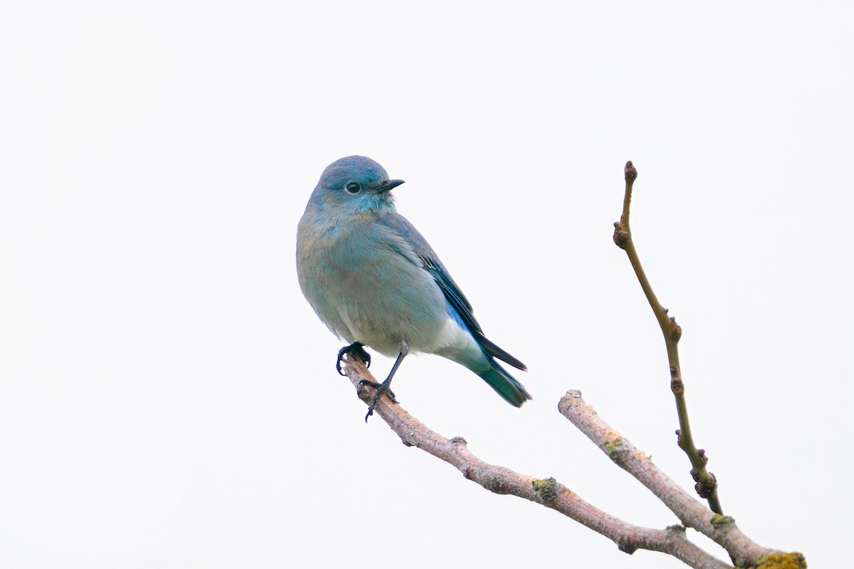 Mountain Bluebird - ML647391900