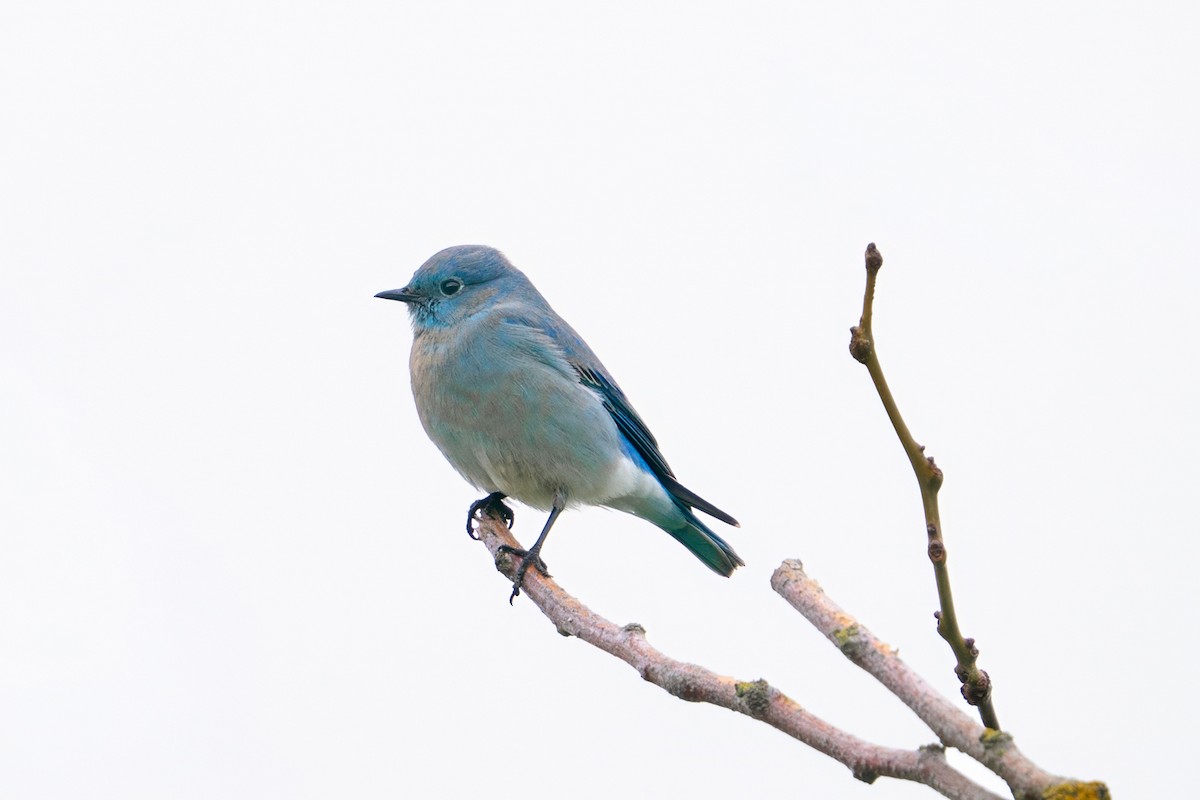 Mountain Bluebird - ML647391901