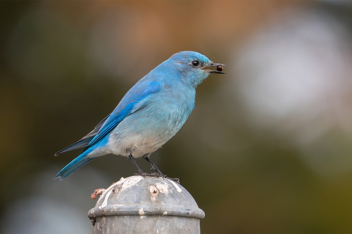 Mountain Bluebird - ML647391902