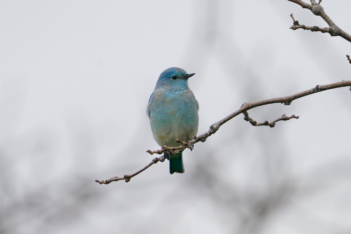 Mountain Bluebird - ML647391903
