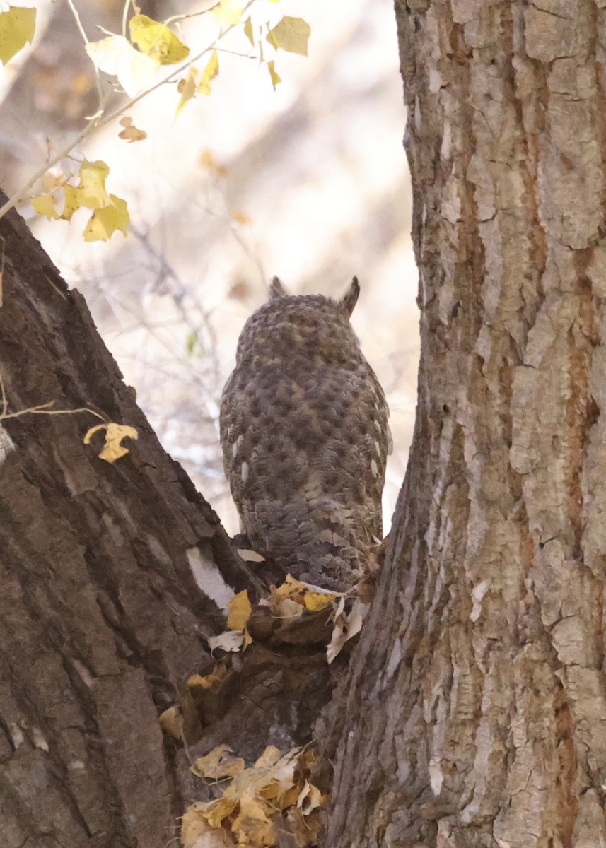 Hontz virginiarra - ML647391906