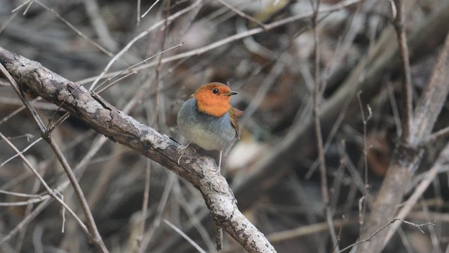 Ruiseñor Japonés - ML647391907