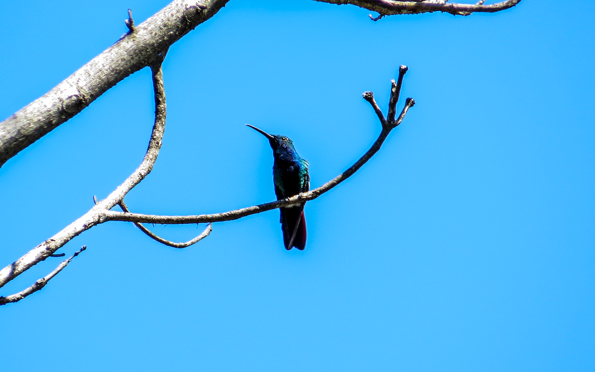 Black-throated Mango - ML647391909