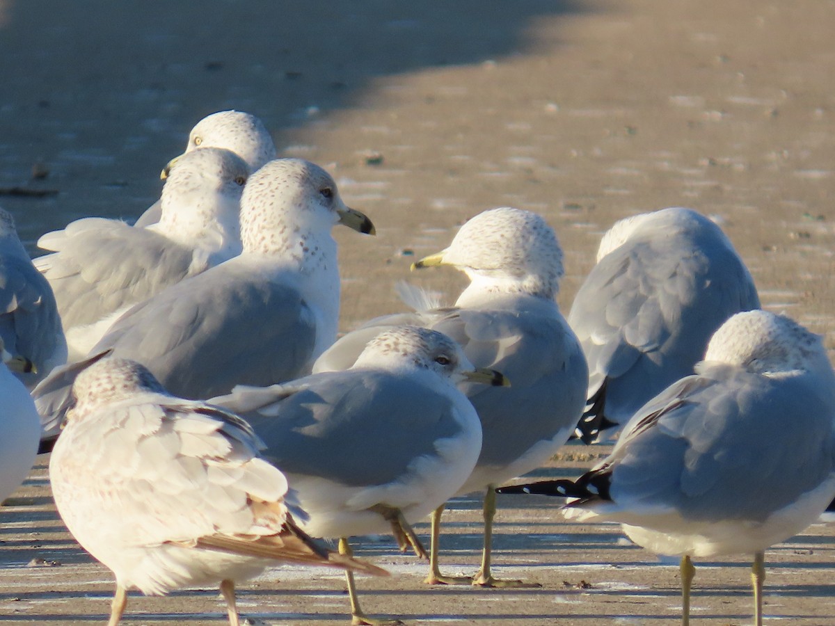 Delawareko kaioa - ML647391910