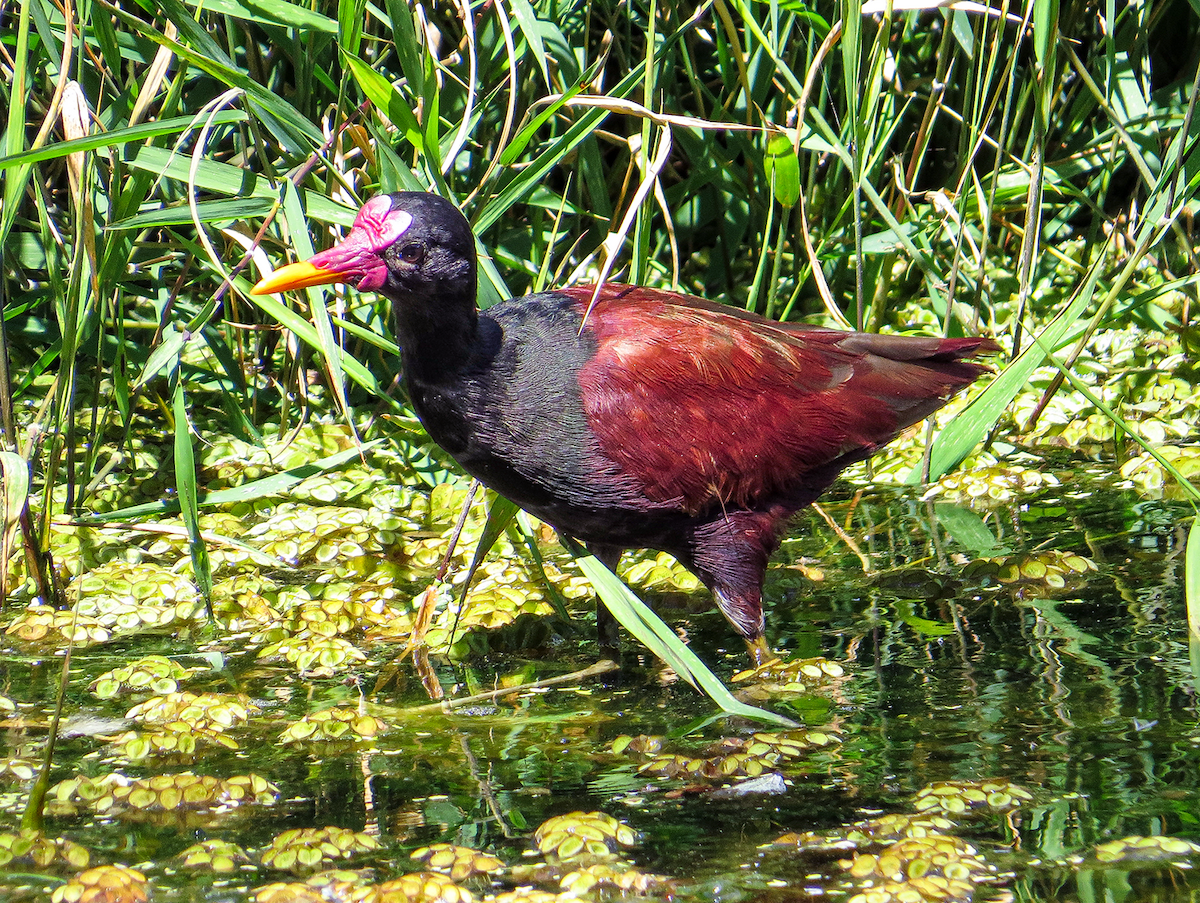 Jakana hegoamerikarra - ML647391913