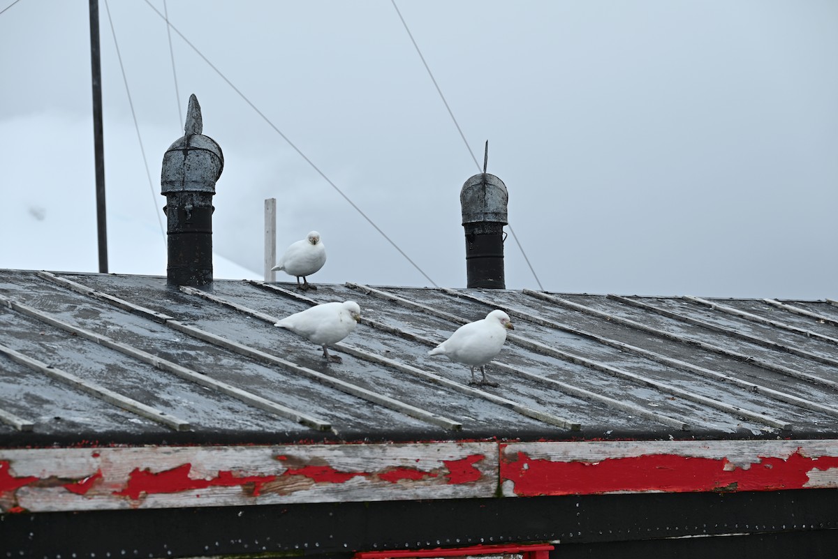 Snowy Sheathbill - ML647391914