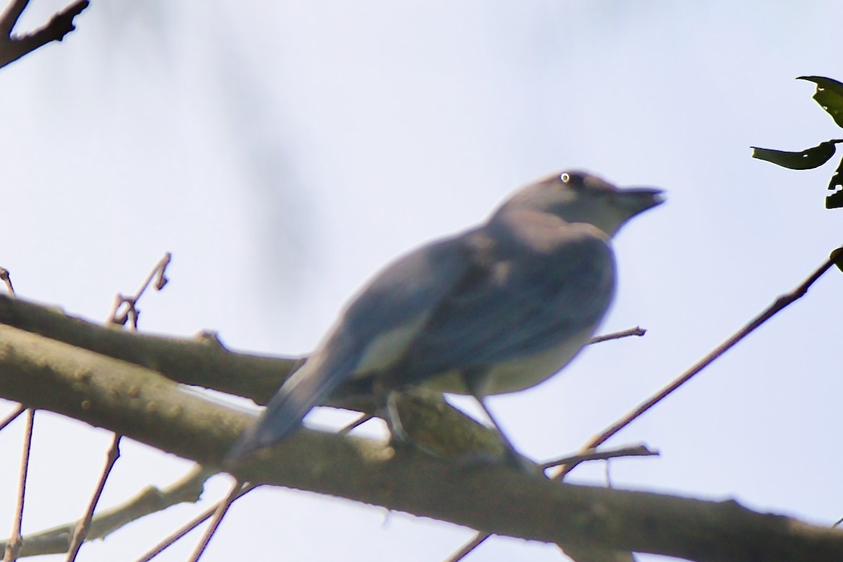 Blue-gray Tanager - ML647391915