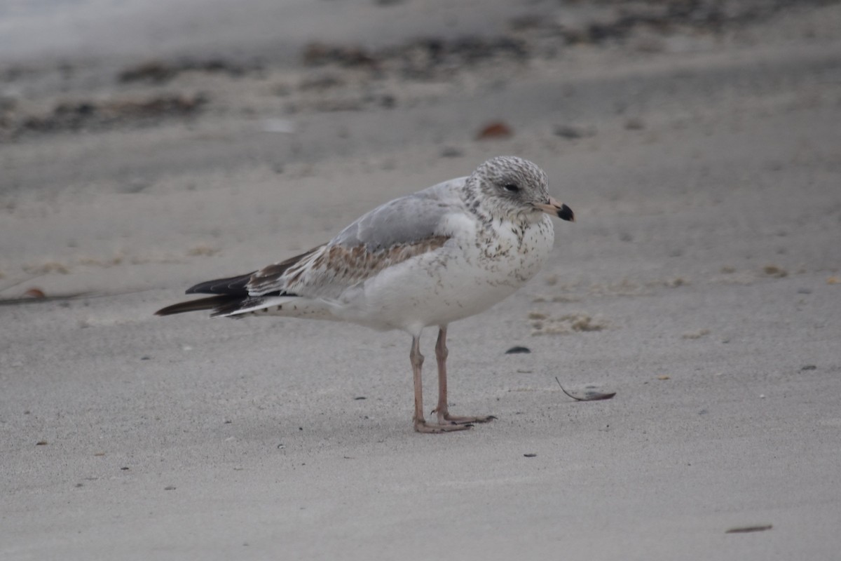 Delawareko kaioa - ML647391916