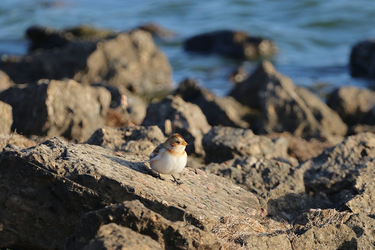 Elur-berdantza - ML647391918