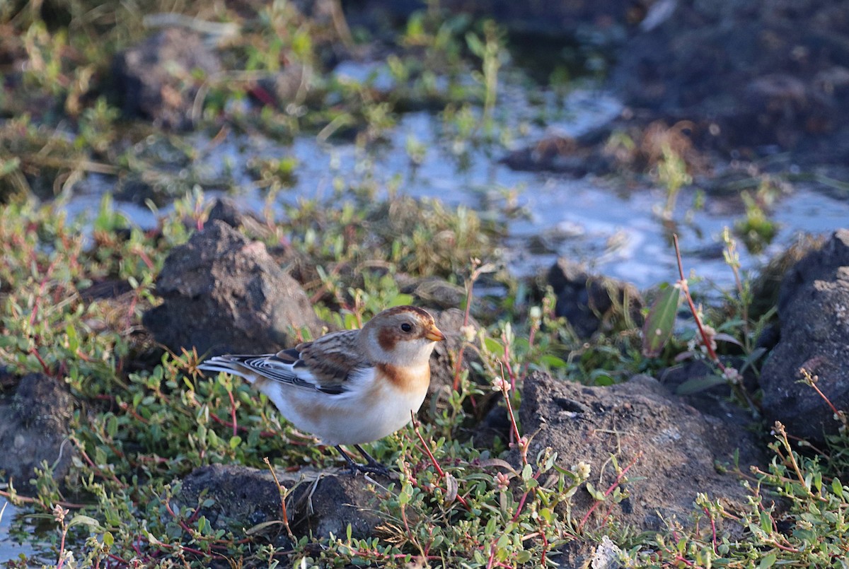 Elur-berdantza - ML647391919