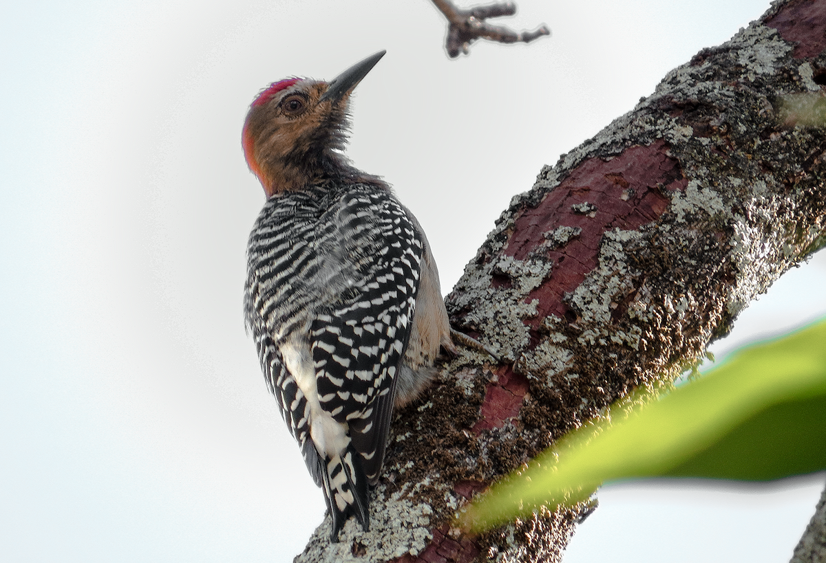 Red-crowned Woodpecker - ML647391920