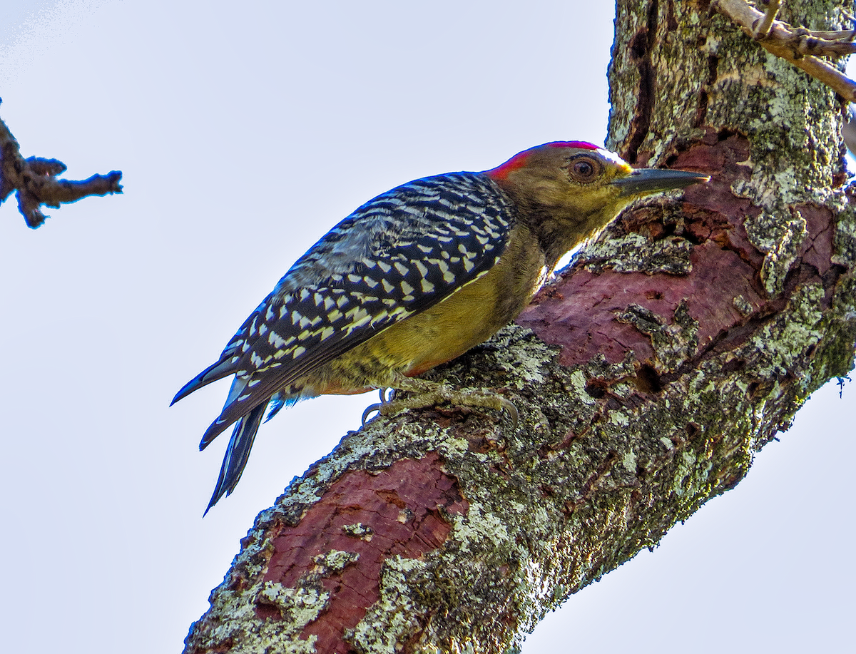Red-crowned Woodpecker - ML647391921