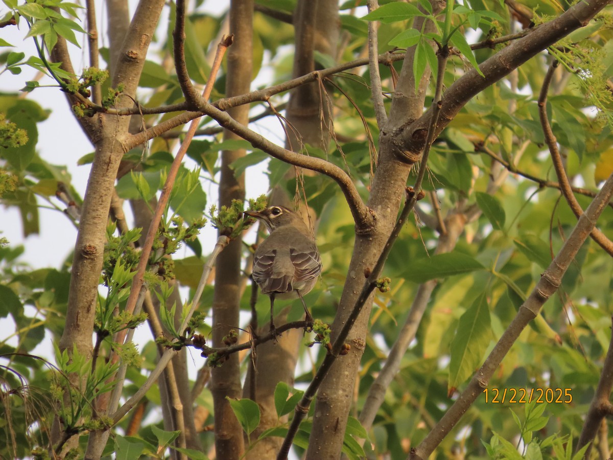 Zozo papargorria - ML647391922