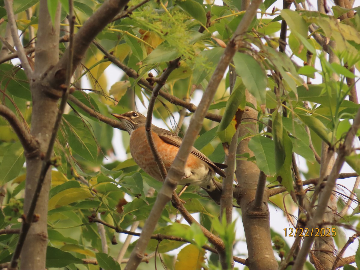 Zozo papargorria - ML647391923