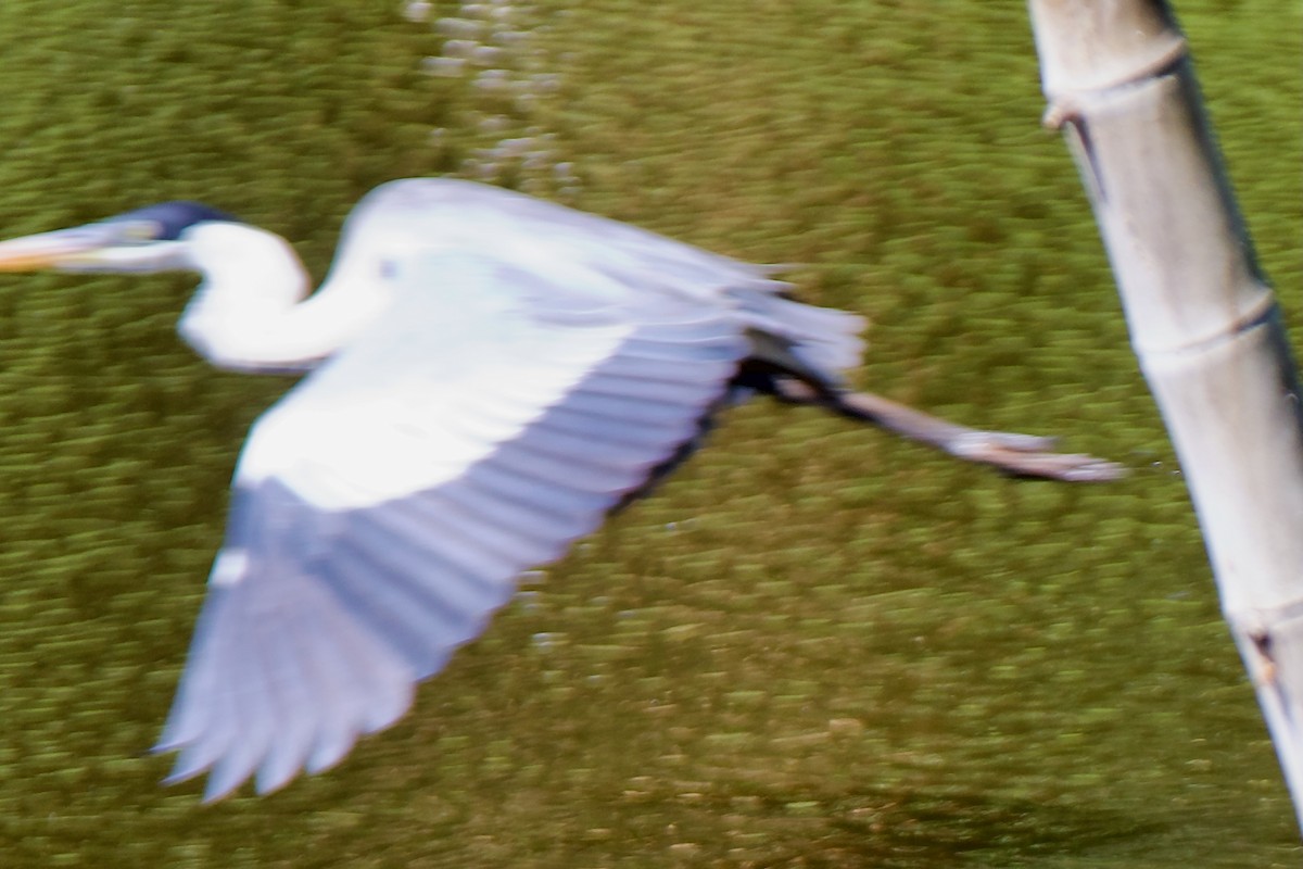 Cocoi Heron - ML647391924