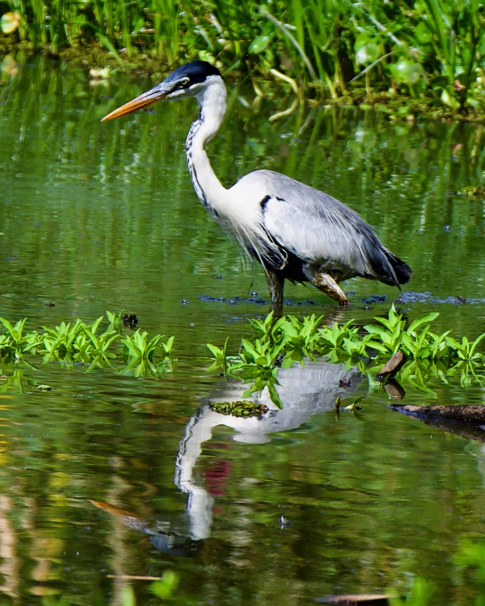 Cocoi Heron - ML647391925