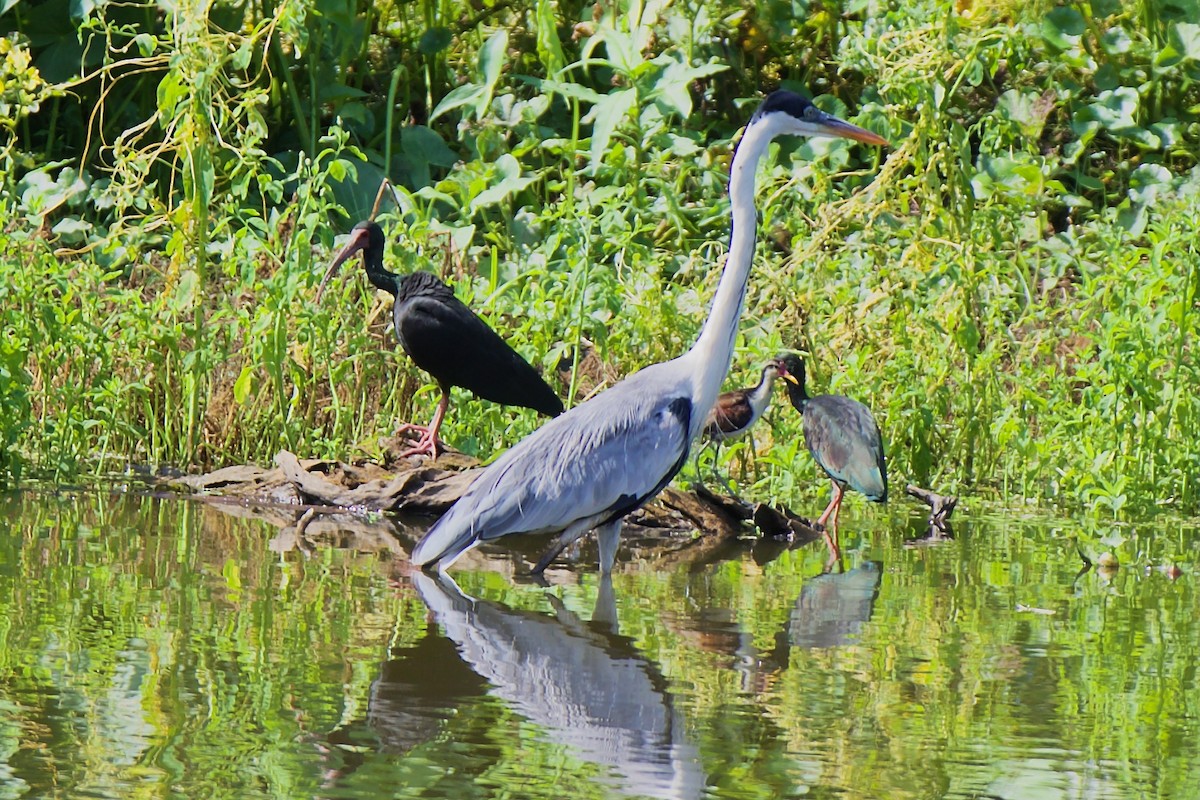 Cocoi Heron - ML647391926