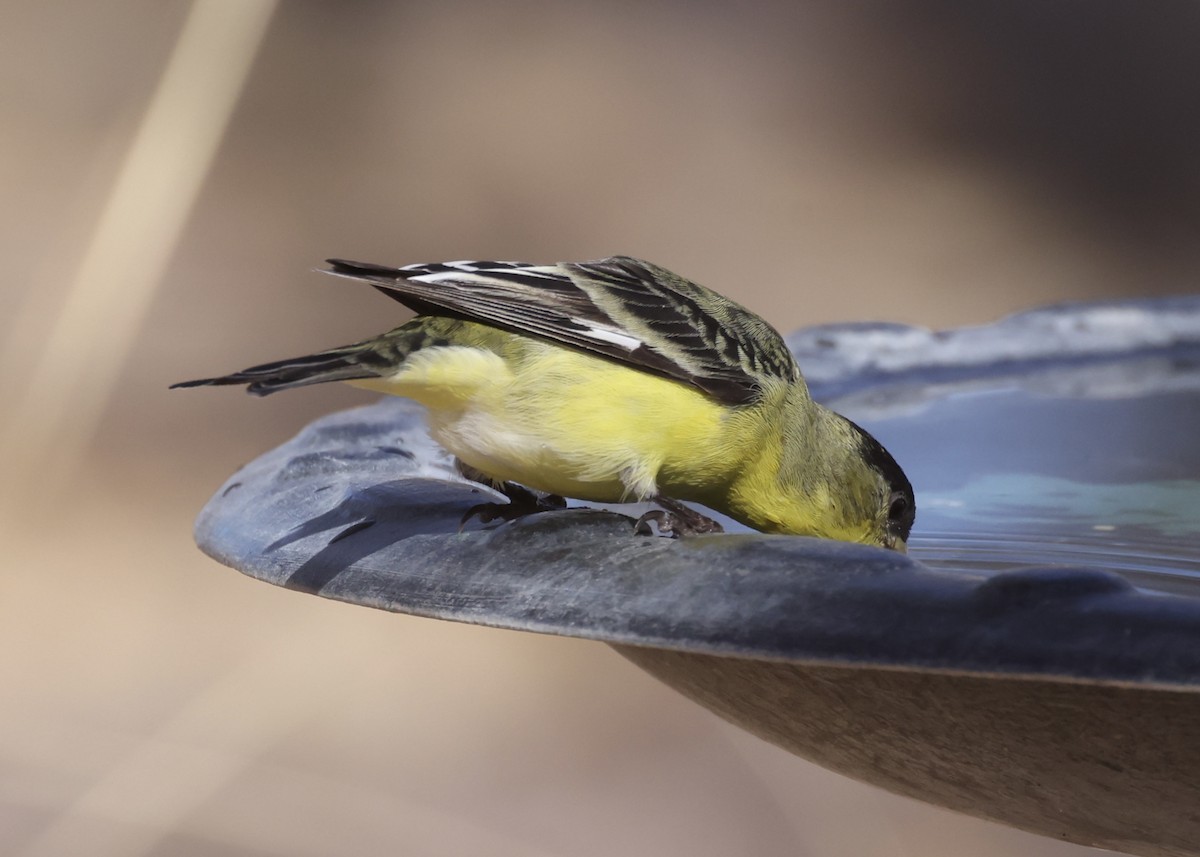 Lesser Goldfinch - ML647391929