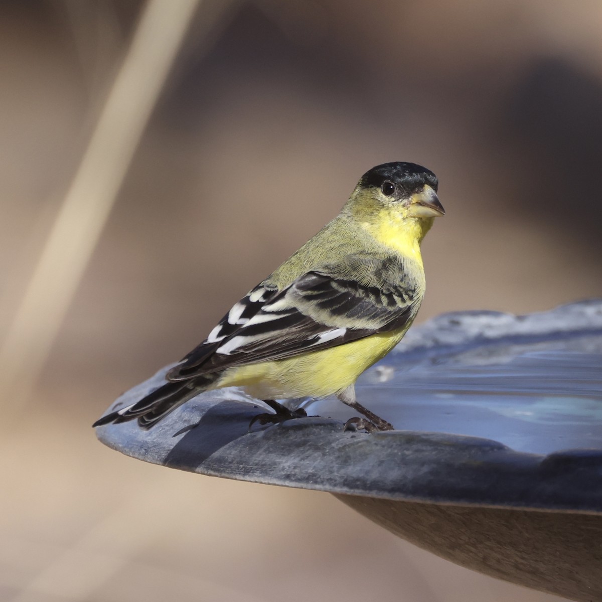 Lesser Goldfinch - ML647391930