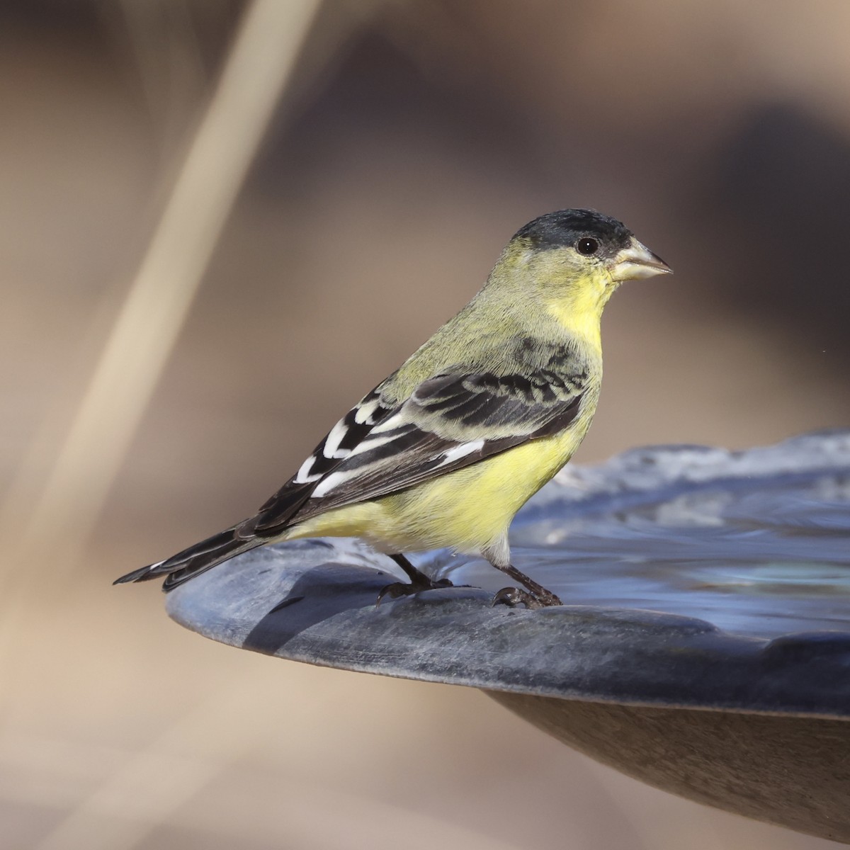 Lesser Goldfinch - ML647391931