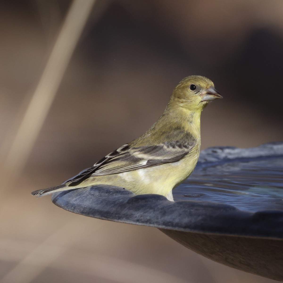 Lesser Goldfinch - ML647391932
