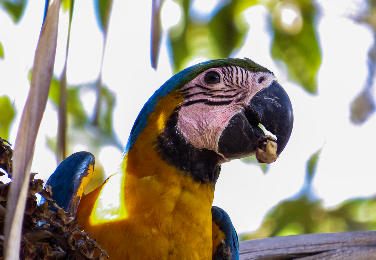 Guakamaio hori-urdina - ML647391935