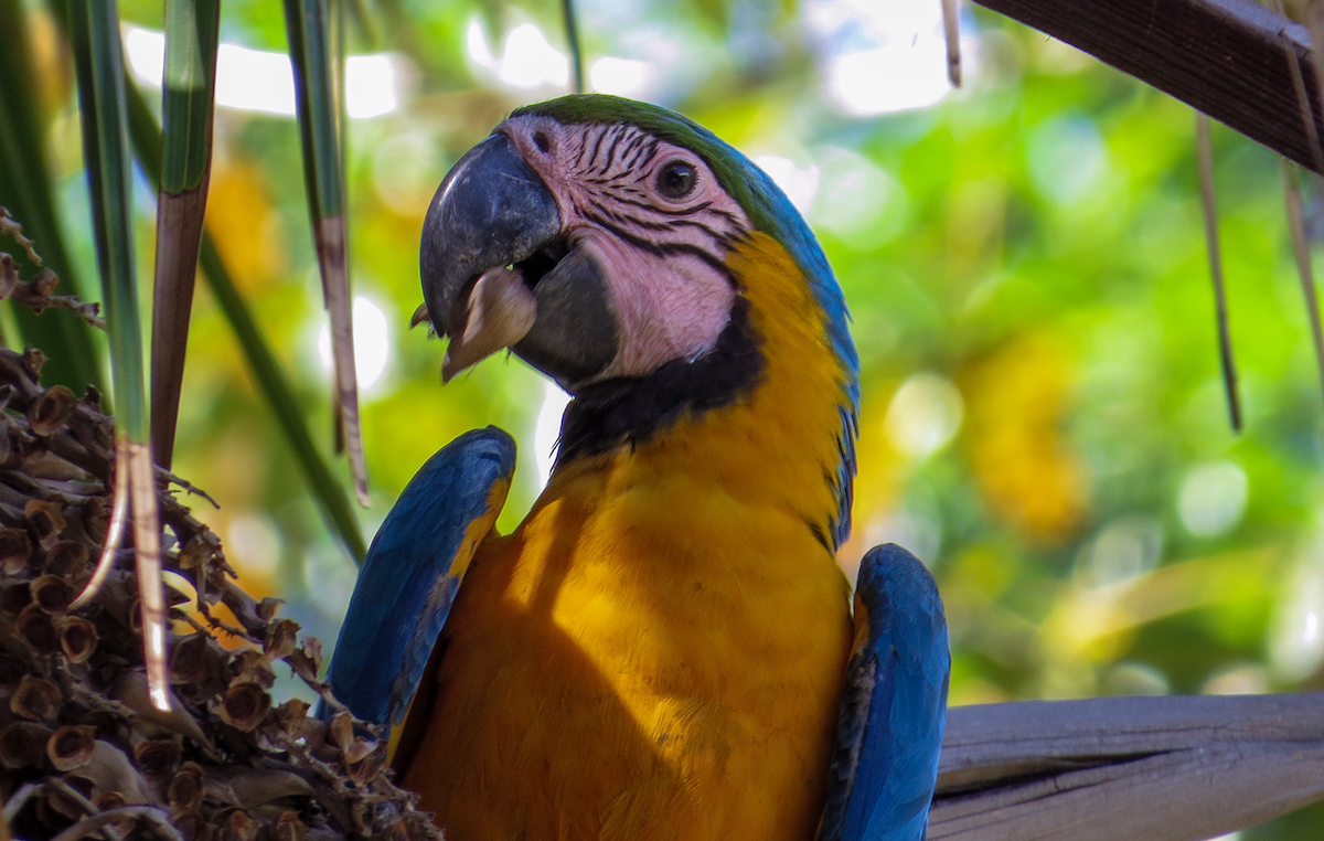 Guakamaio hori-urdina - ML647391936