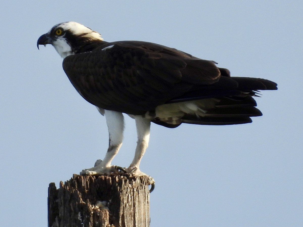 Arrano arrantzalea - ML647391937