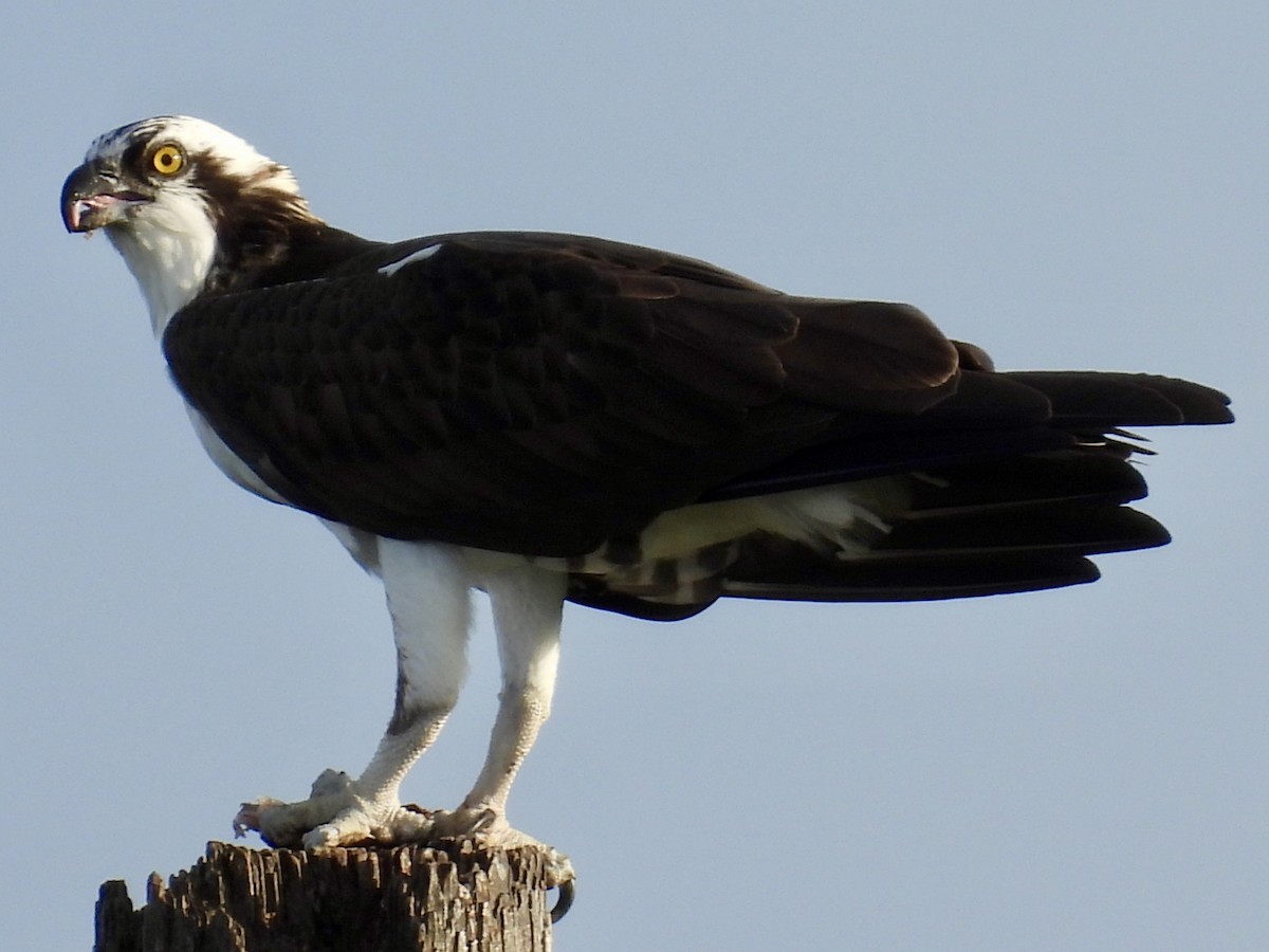 Arrano arrantzalea - ML647391938