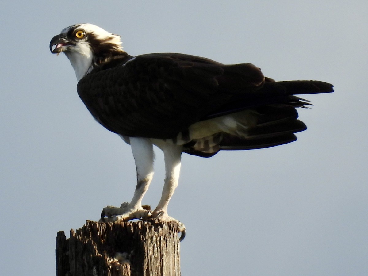 Arrano arrantzalea - ML647391939