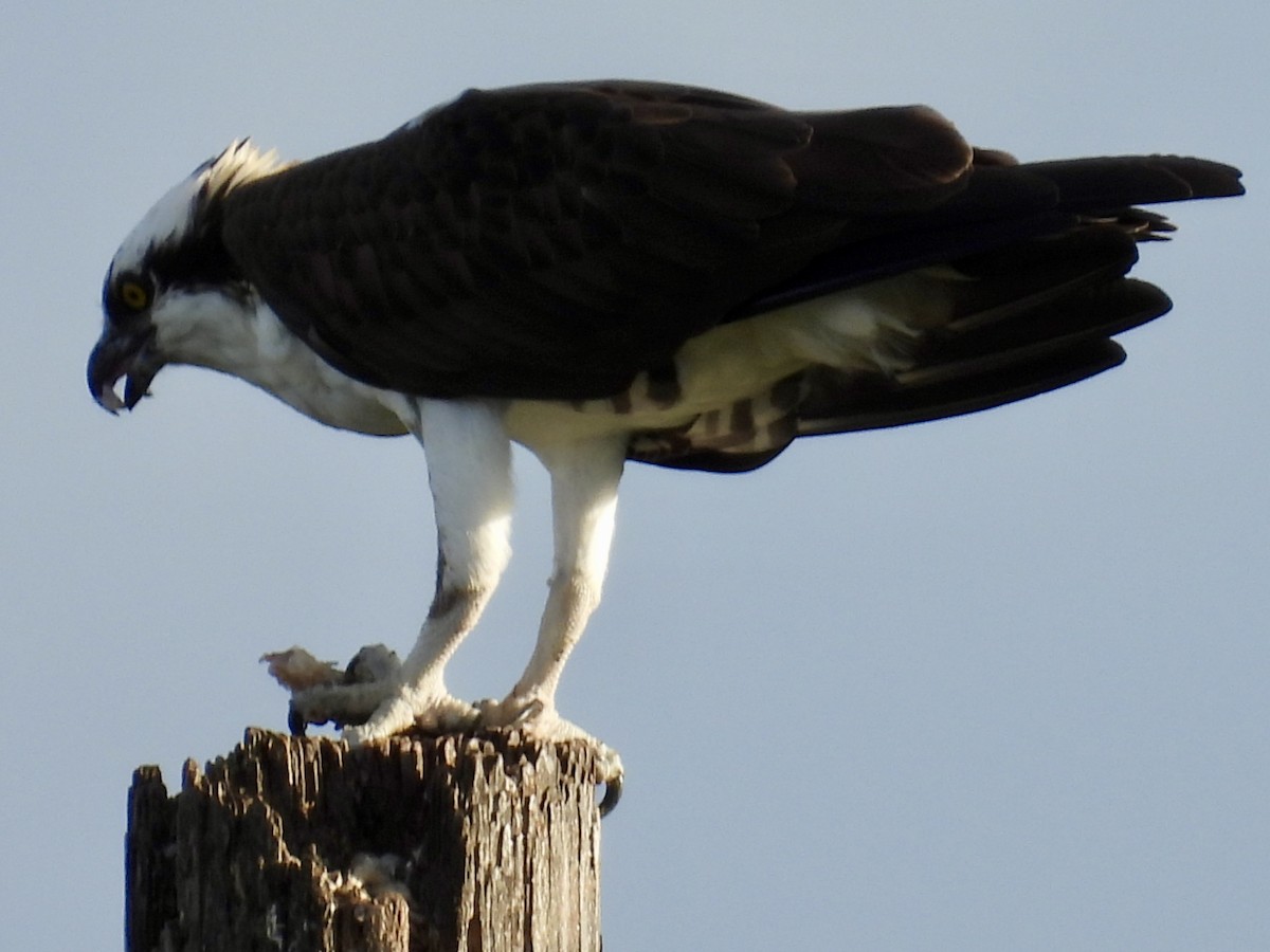 Arrano arrantzalea - ML647391940