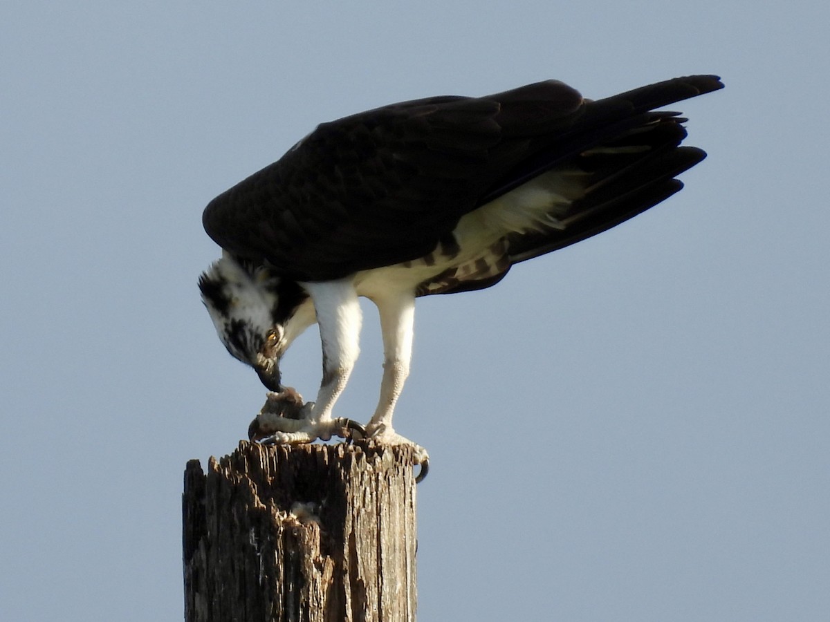 Arrano arrantzalea - ML647391941