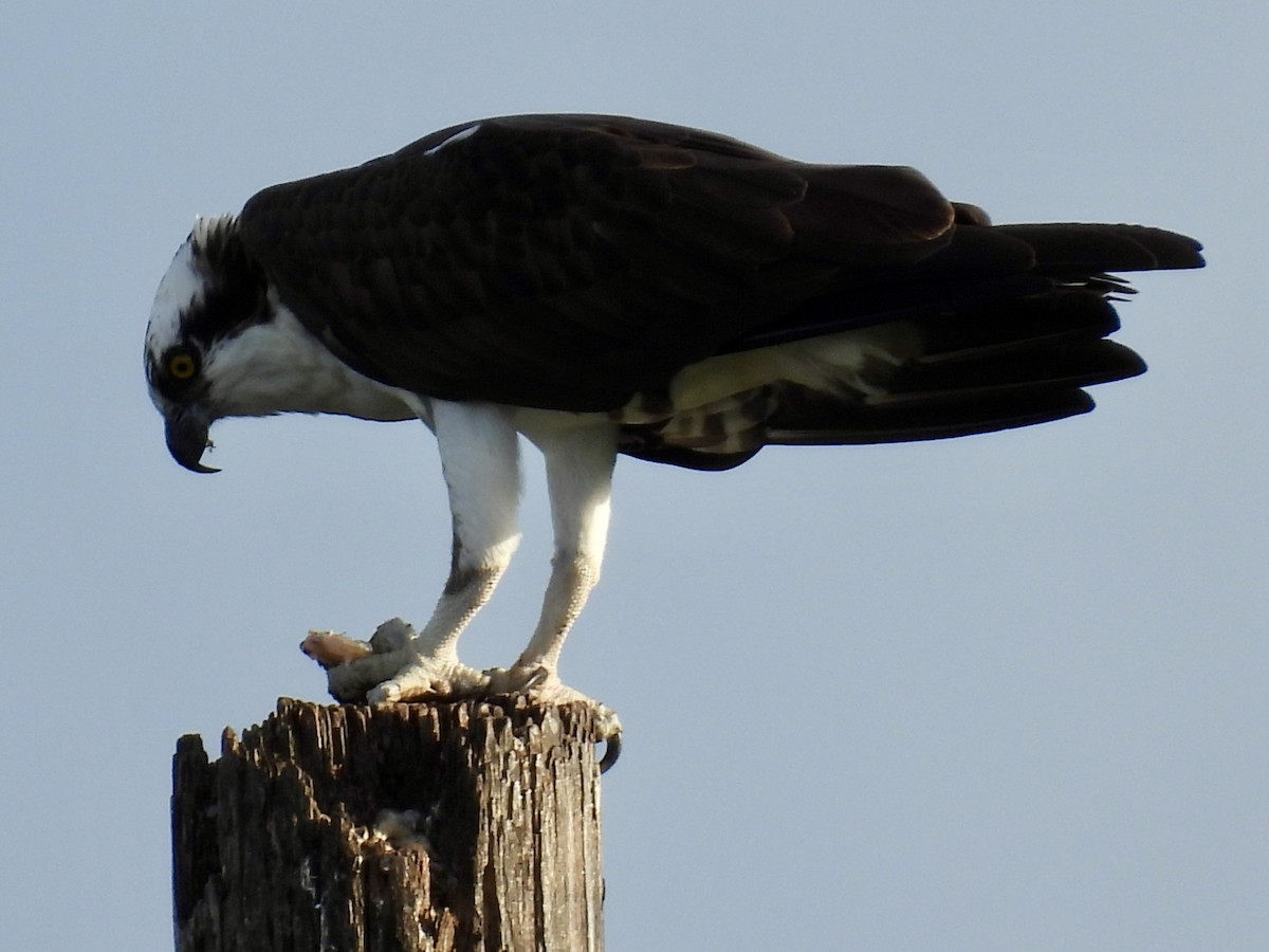 Arrano arrantzalea - ML647391942