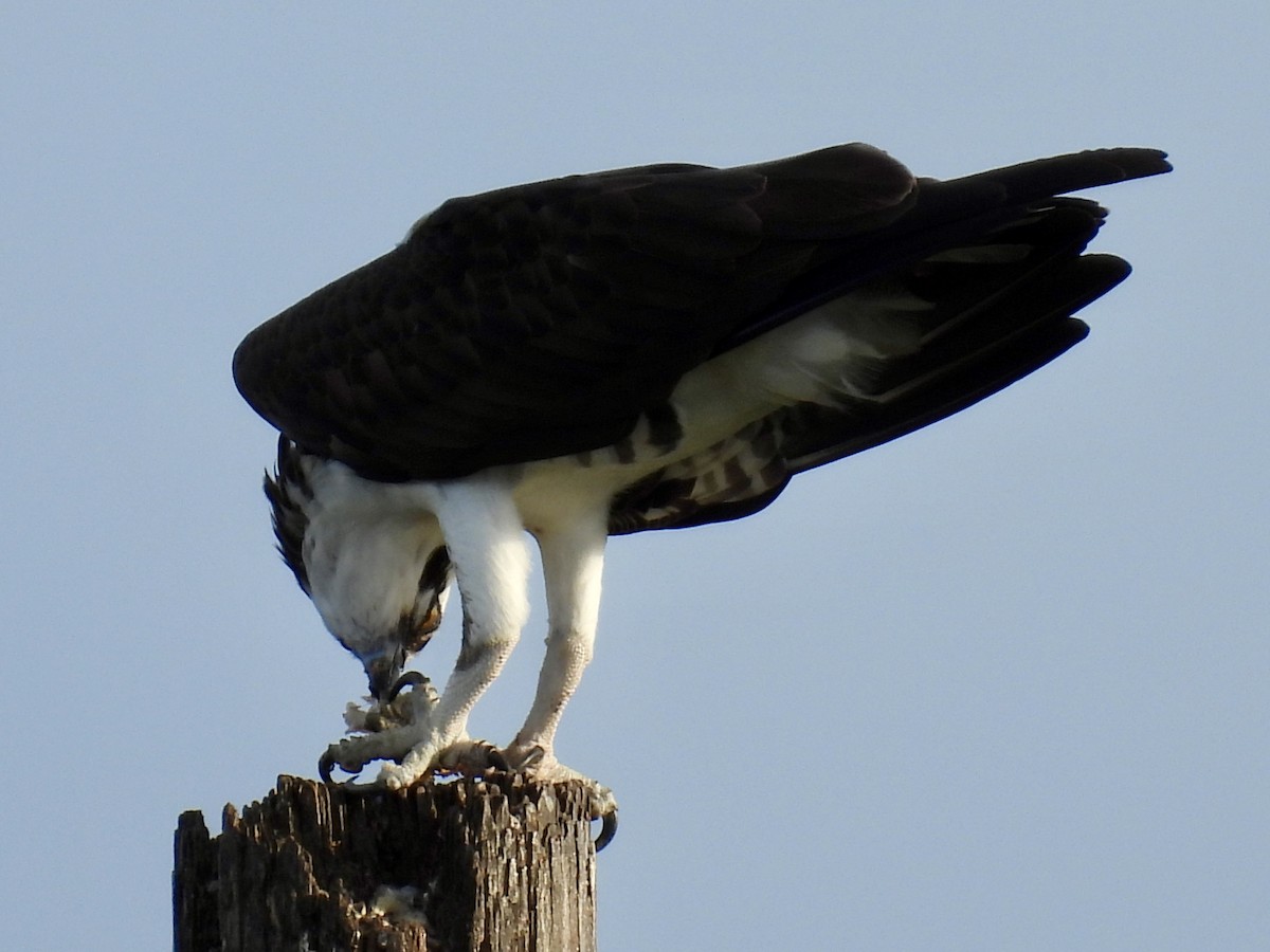 Arrano arrantzalea - ML647391943