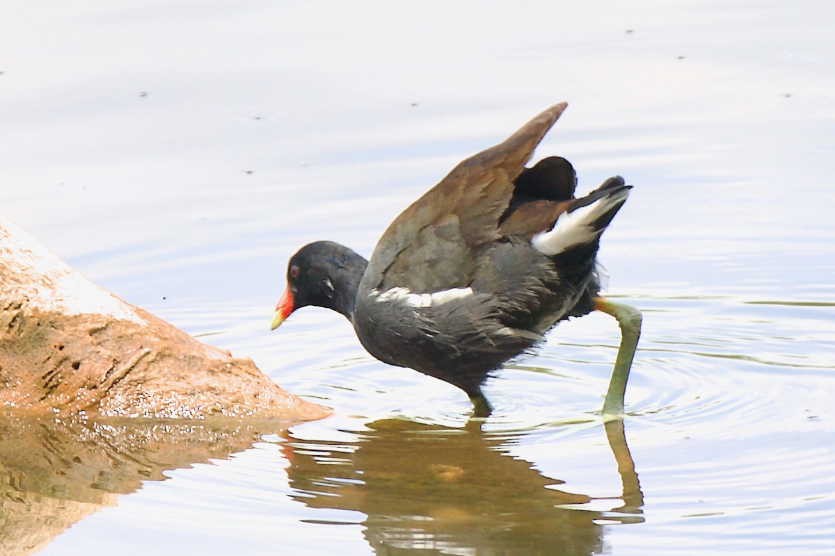 Uroilo amerikarra - ML647391944