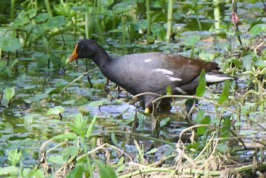 Uroilo amerikarra - ML647391945