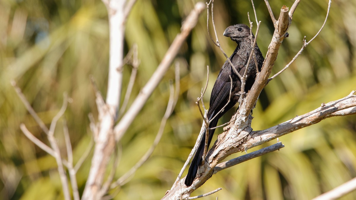 Smooth-billed Ani - ML647391946