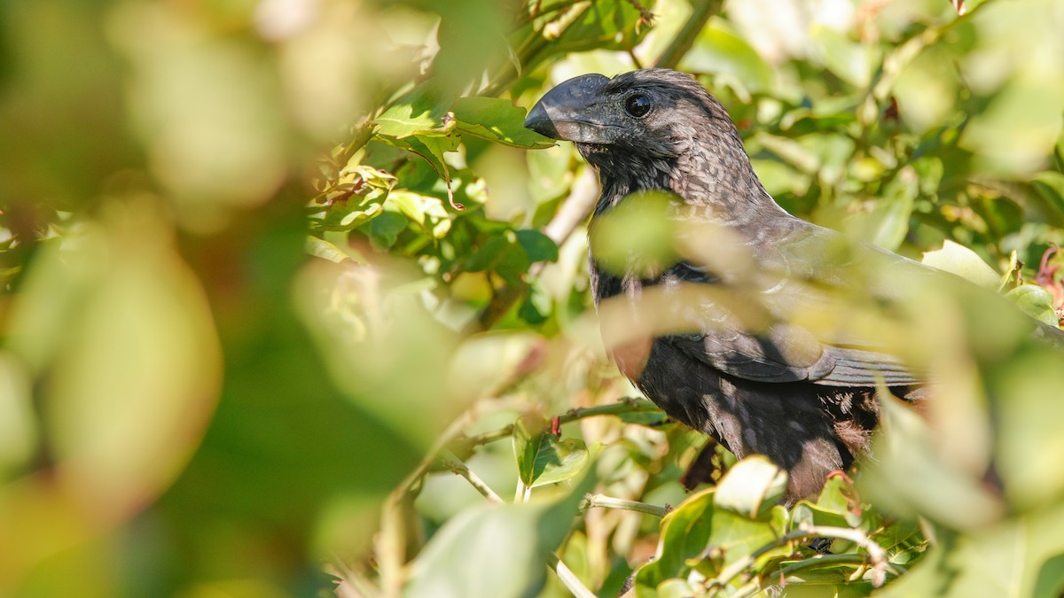 Smooth-billed Ani - ML647391947