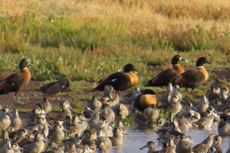 Australian Shelduck - ML647391949