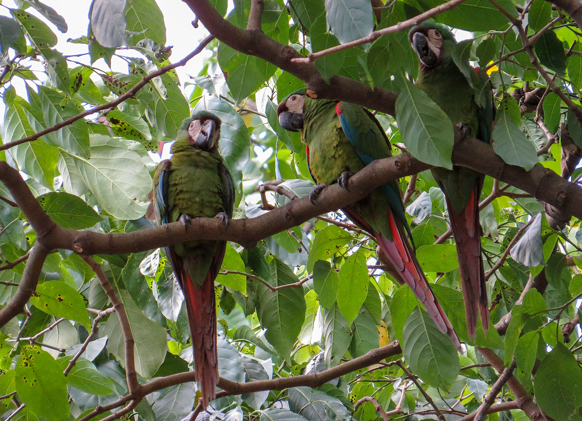 Chestnut-fronted Macaw - ML647391950