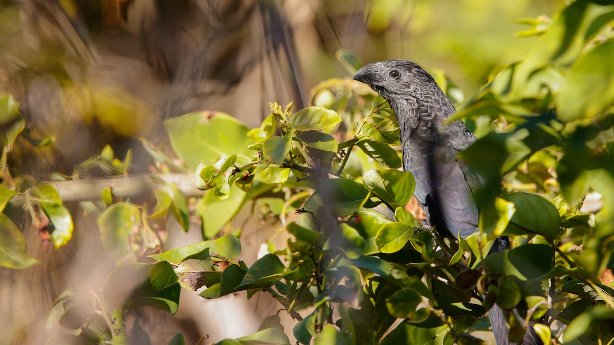 Garrapatero Asurcado - ML647391961