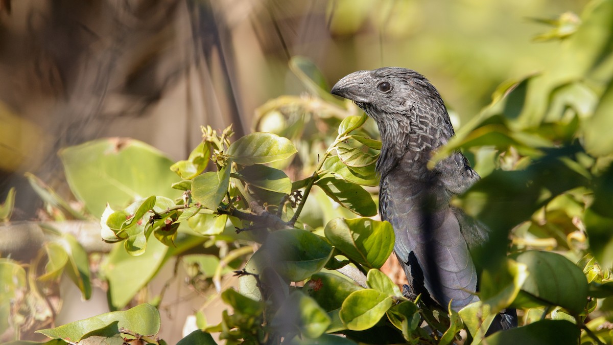 Garrapatero Asurcado - ML647391962