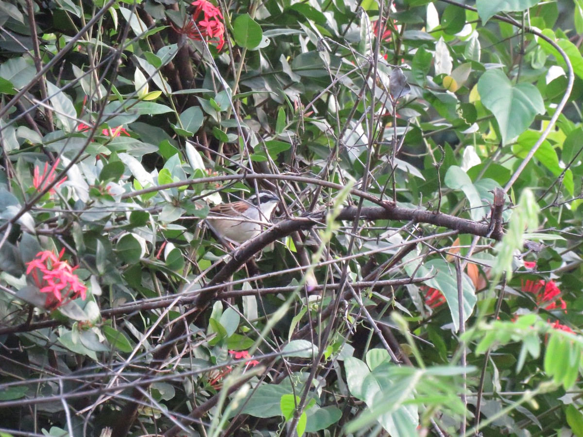 Stripe-headed Sparrow - ML647391974