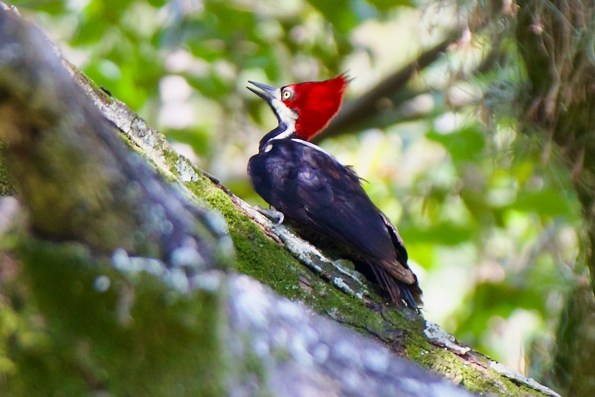 Crimson-crested Woodpecker - ML647391981