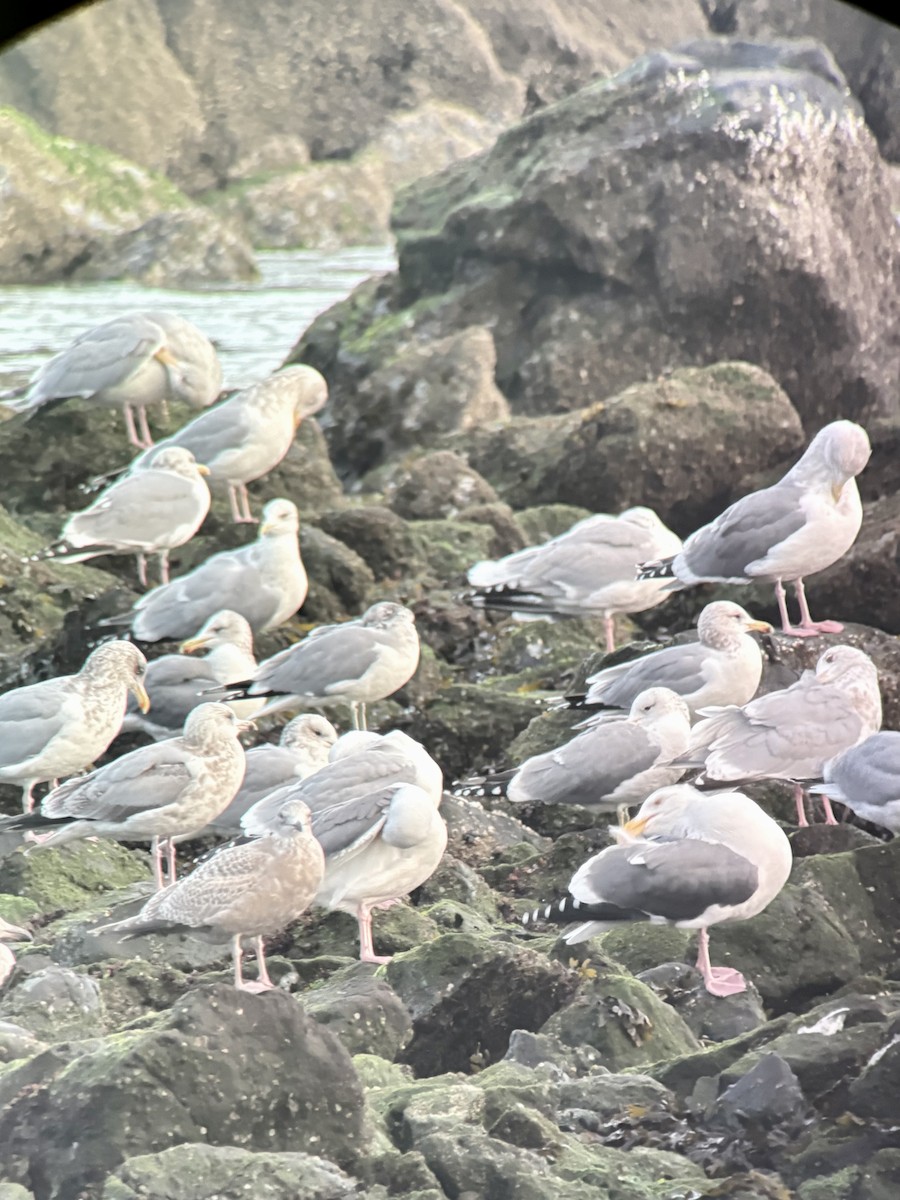 アイスランドカモメ（亜種 カナダカモメ） - ML647391983