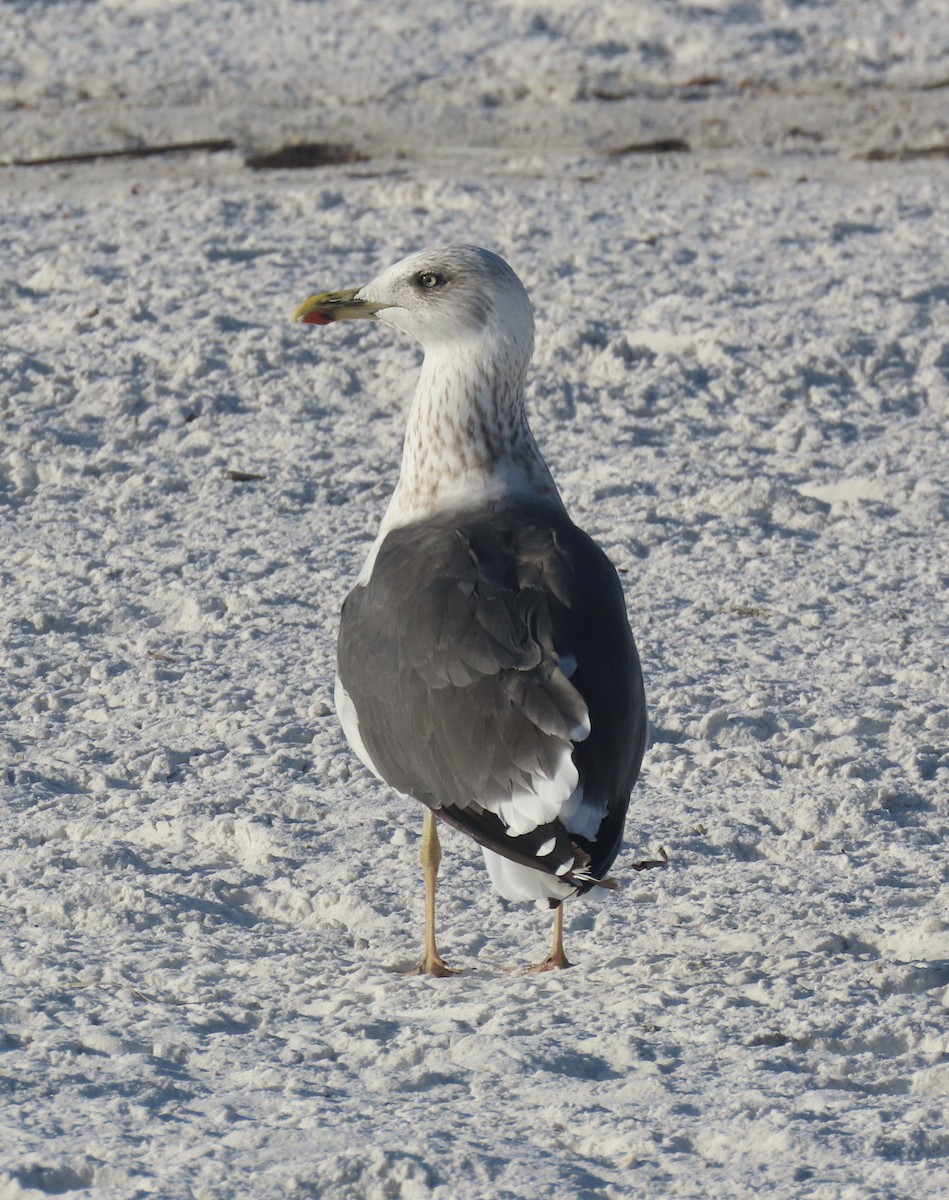 Kaio iluna - ML647392009